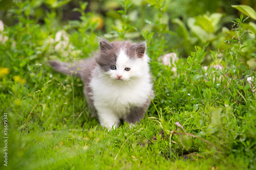 gray, white angry kitten with blue eyes and open mouth and sharp