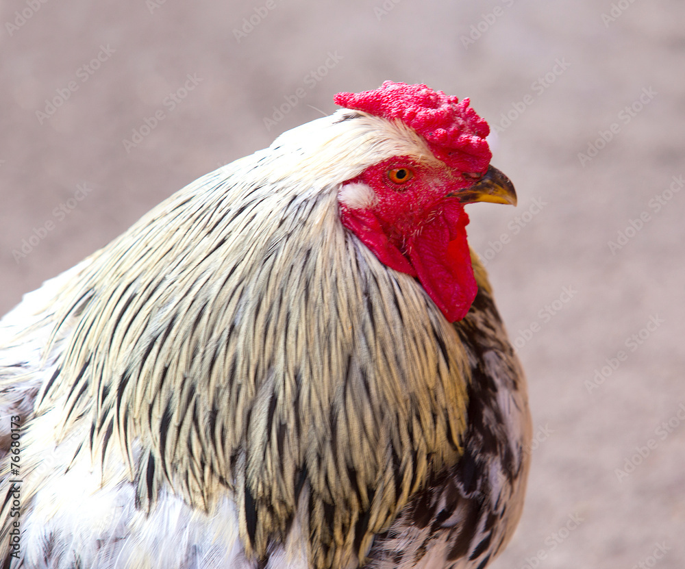 Portrait of beautiful cock on green background