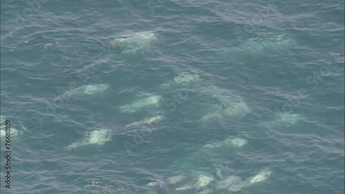 Wallpaper Mural Pod Dolphins Ocean Torontodigital.ca