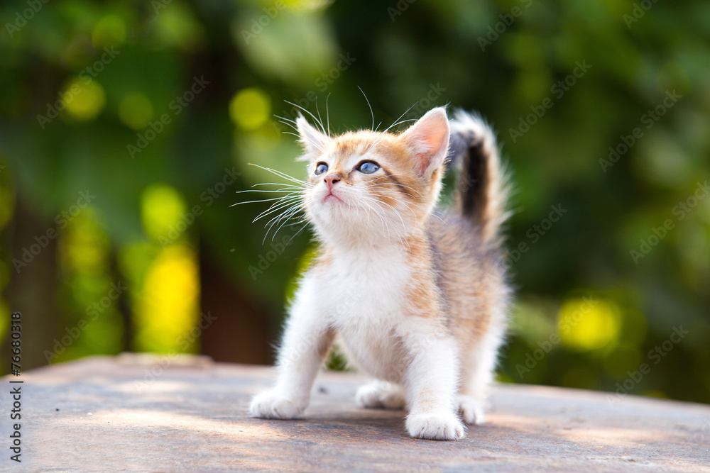 red, white kitten with blue eyes play on green background