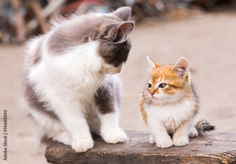 custom made wallpaper toronto digitalTwo friends pretty cats sitting