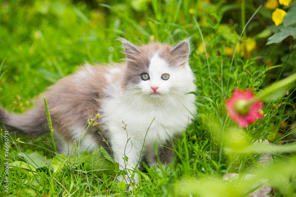 gray, white kitten with blue eyes on grass