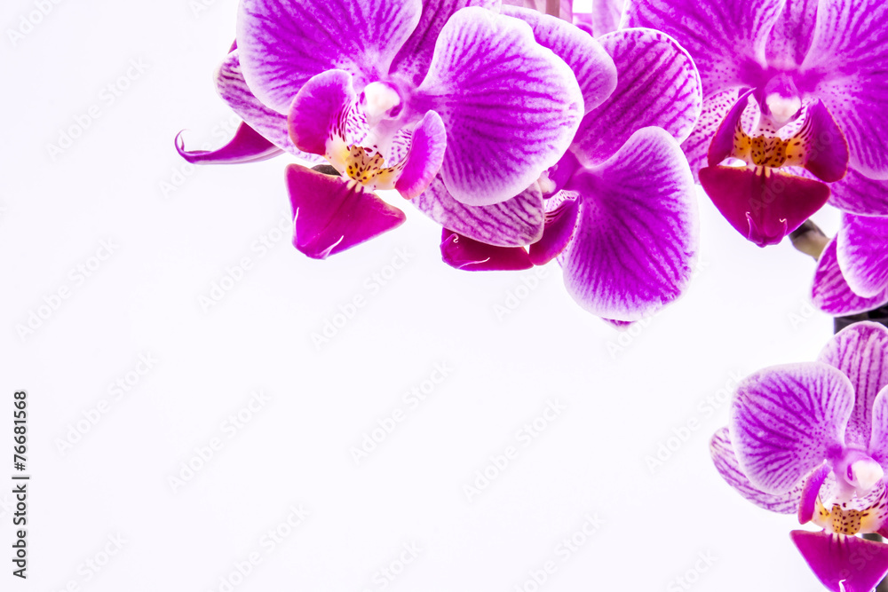 Obraz premium Orchidee