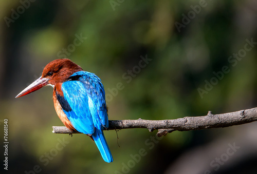 blue Kingfisher bird, on a branch, beak left photo