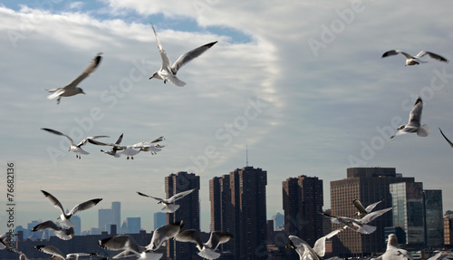 Seagull in New York photo