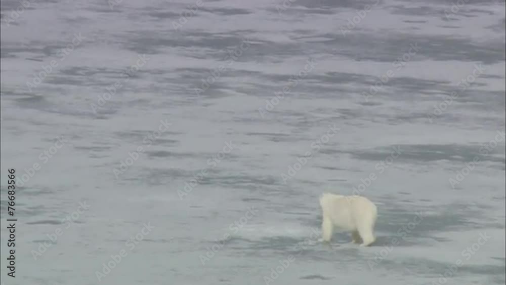 Polar Bears Scavenging Norway Polar Polar Bears Scavenging Norway Polar