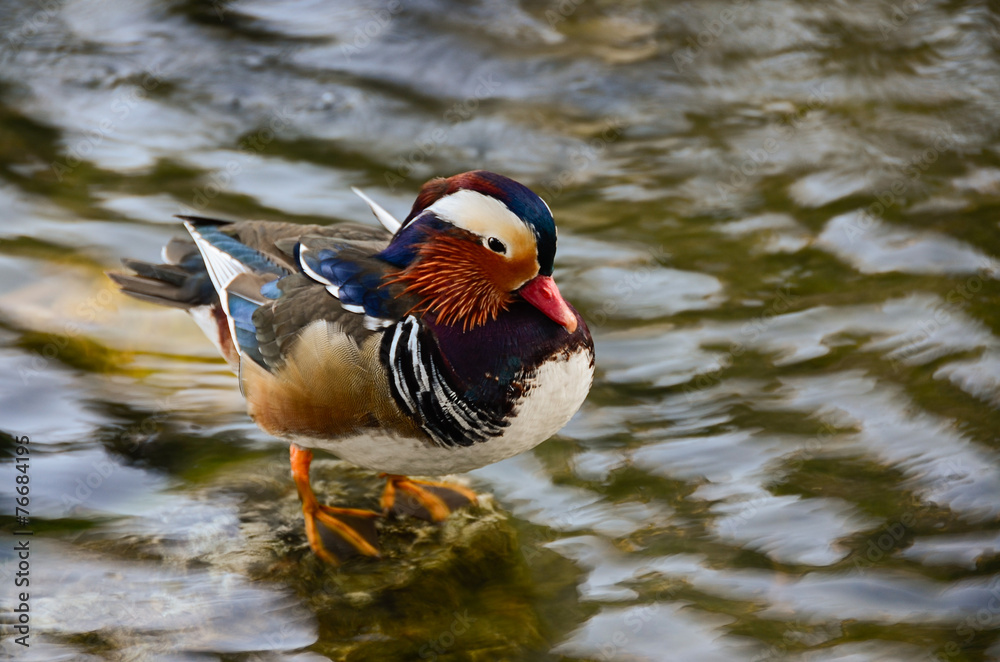 Mandarin duck at lake Mandarin duck at lake