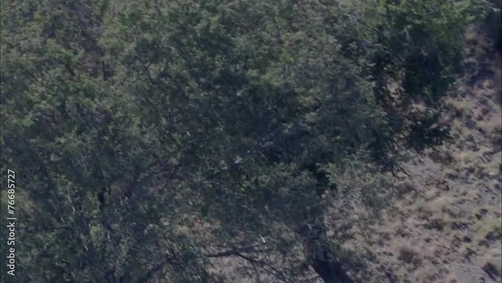 Savanna Africa Safari Wild Dogs Savanna Africa Safari Wild Dogs