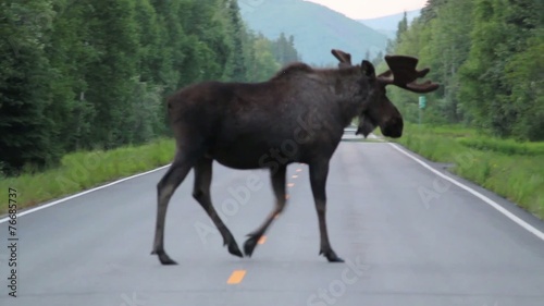 Alaska Animals Road Trees