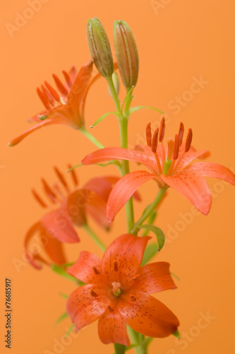 Fototapeta Naklejka Na Ścianę i Meble -  ヒメユリ