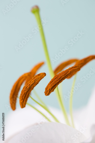 Fototapeta Naklejka Na Ścianę i Meble -  ユリ