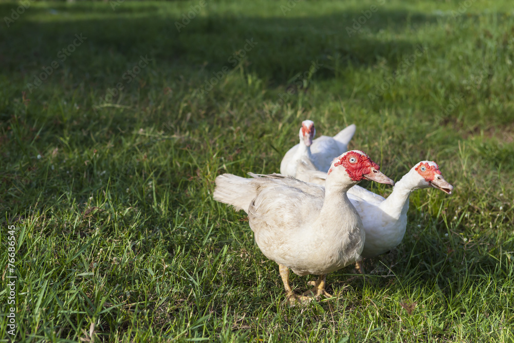 Fototapeta premium Three white ducks in the field, Agriculture