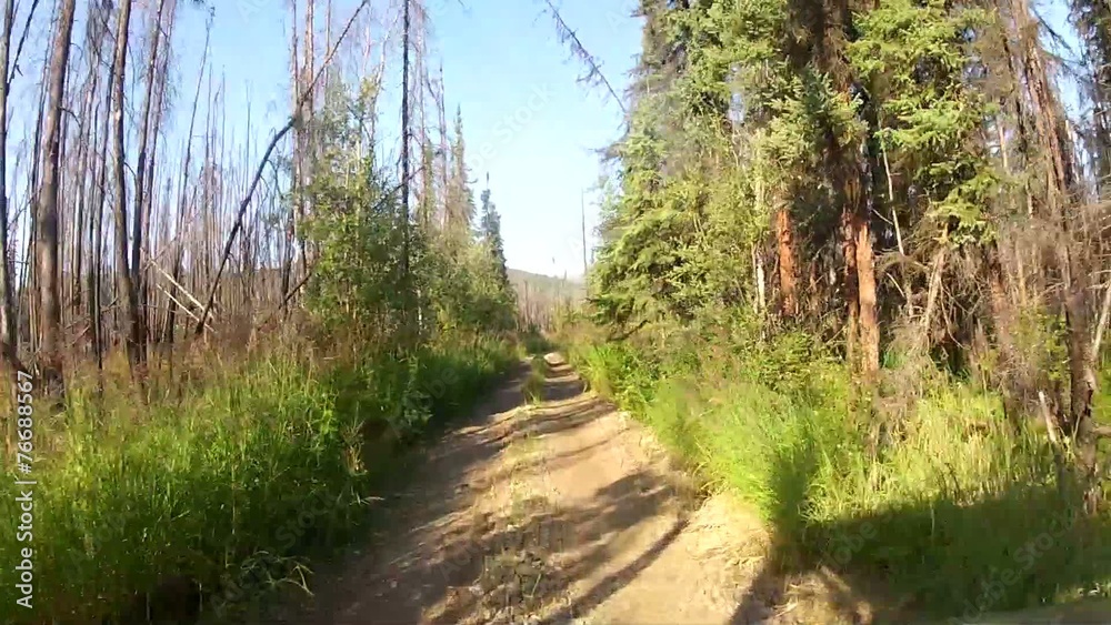 Alaska Forrest Trail Trees Alaska Forrest Trail Trees