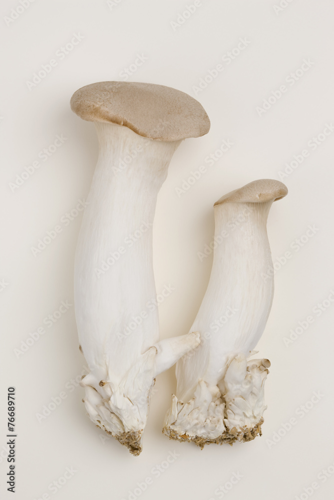 Fototapeta premium エリンギ