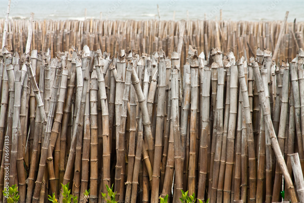 Bamboo in mangrove forest