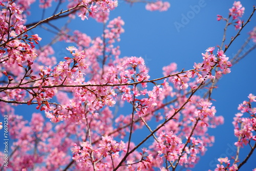 Superb Pink Cherry Blossoms in Spring Season