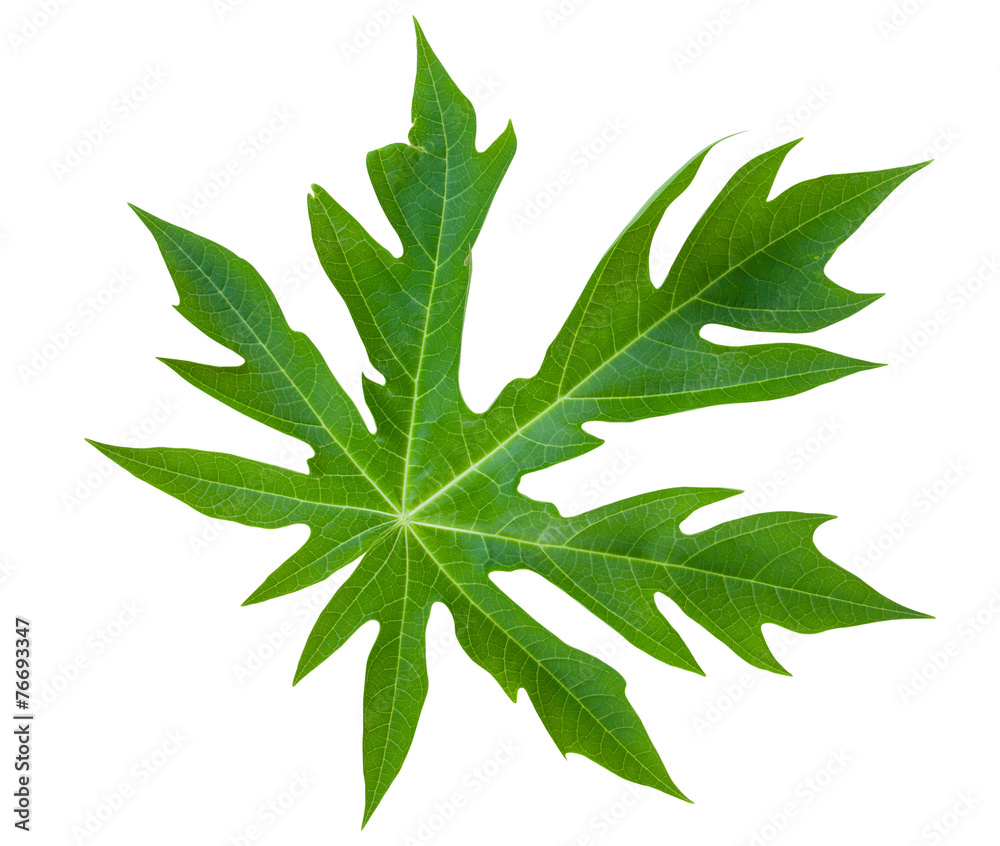 papaya leaf isolated
