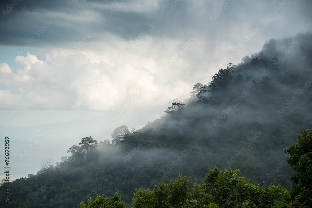 Mist pass through the forest / Mist pass through the forest on the mountains in Chiangmai, Thailand