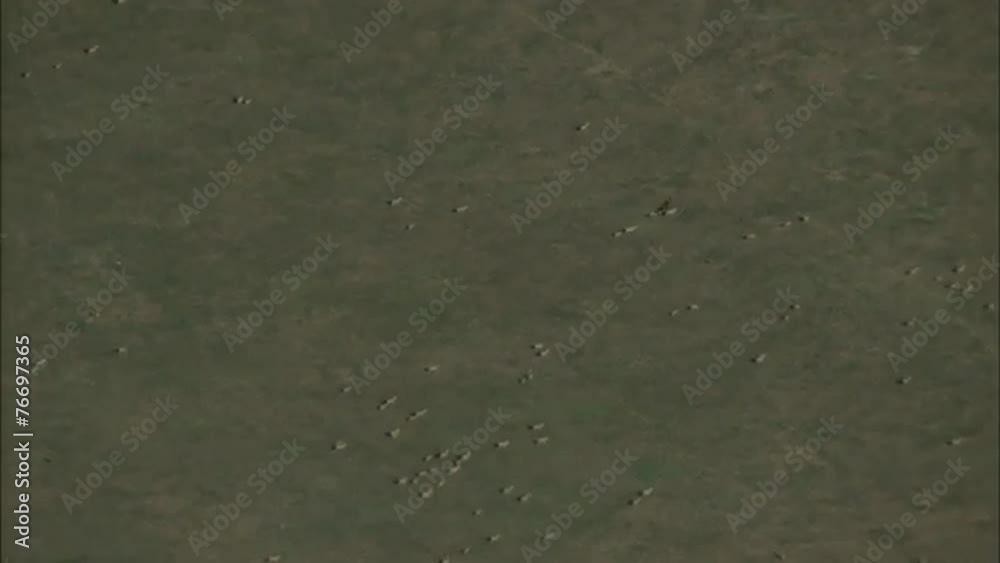 Grasslands Plain Prairie Deer Grasslands Plain Prairie Deer