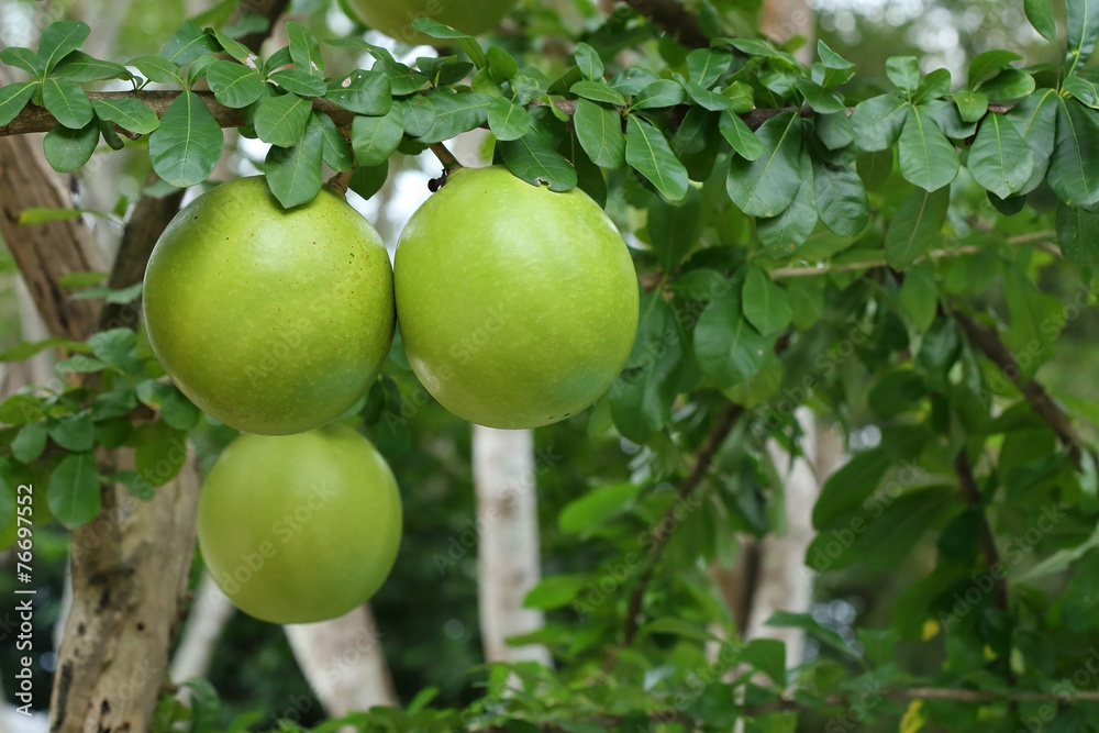 green calabash tree, wild crescentia green calabash tree, wild crescentia