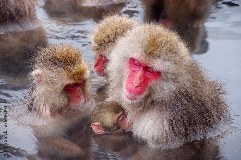 Fototapeta premium スノーモンキー