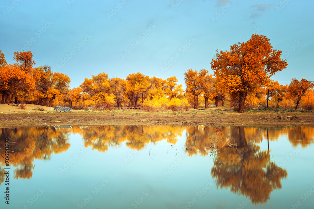 Inner Mongolia, China Populus euphratica Inner Mongolia, China Populus euphratica