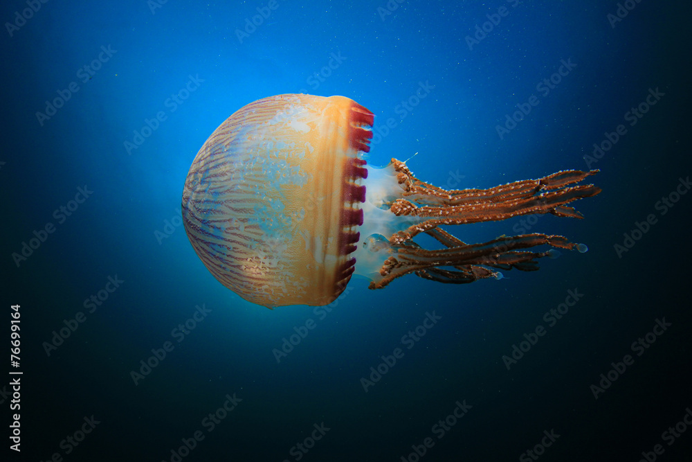 Obraz premium Jellyfish