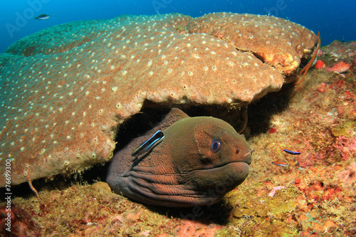 Giant Moray Eel photo