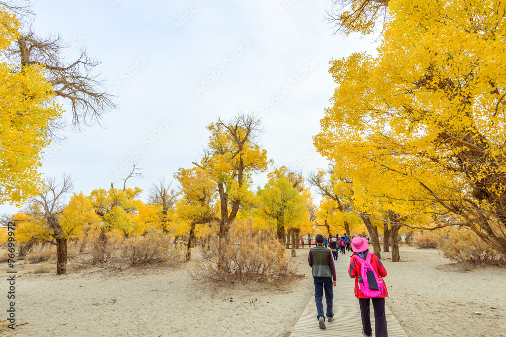Inner Mongolia, China Populus euphratica