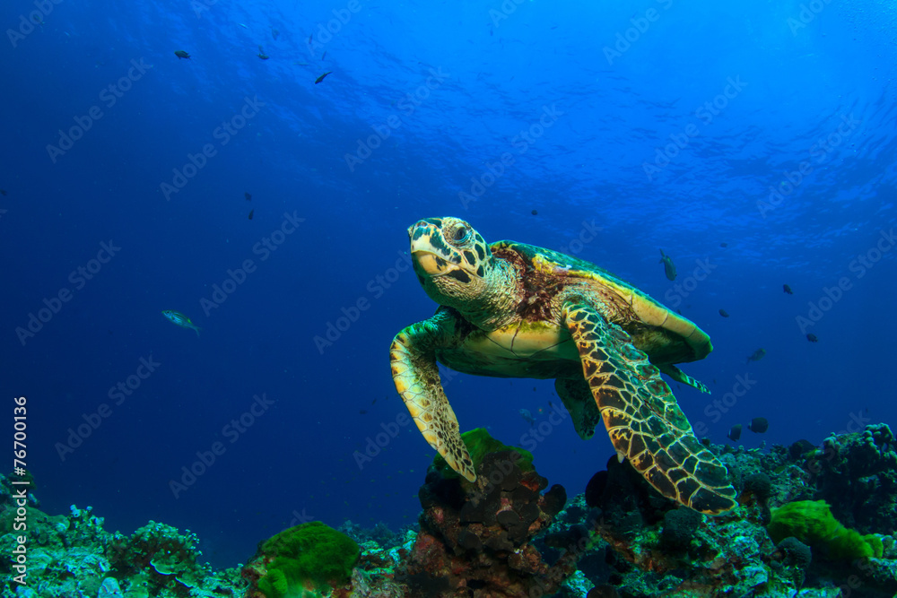 Obraz premium Hawksbill Sea Turtle