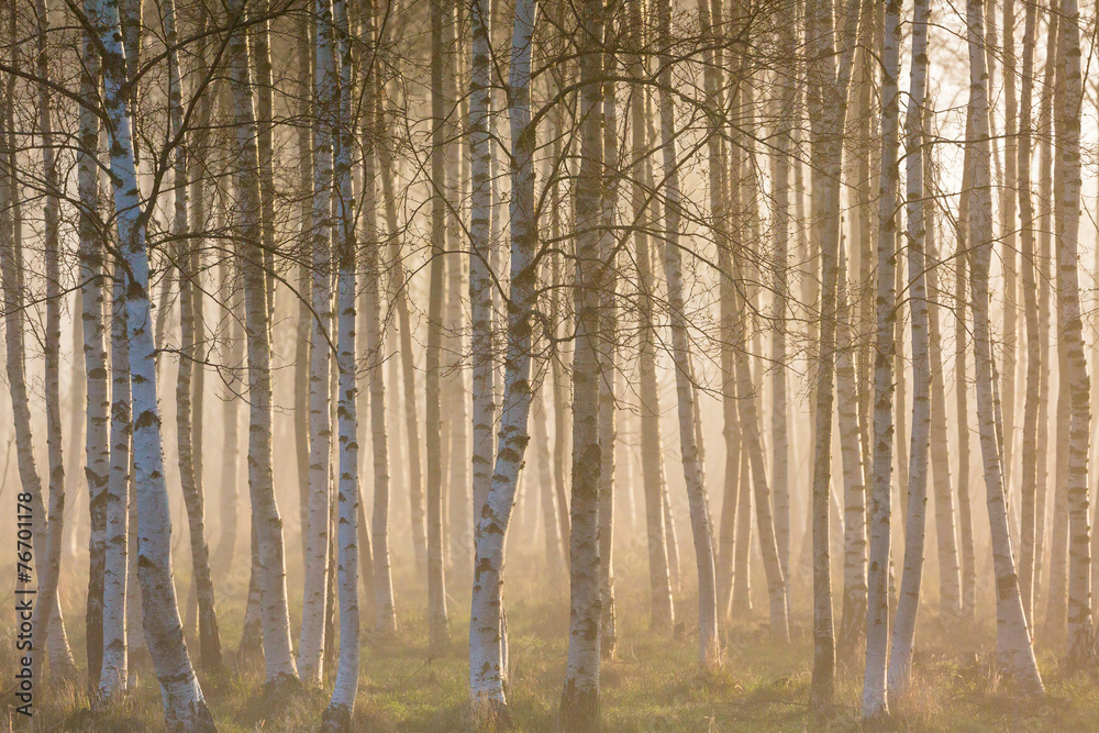 Morning fog in the birch woods Morning fog in the birch woods