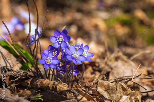 Hepatica that bloom in early spring photo