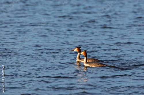 Pair of Great Crested Grebe swimming in a lake