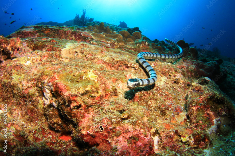 Fototapeta premium Banded Sea Snake