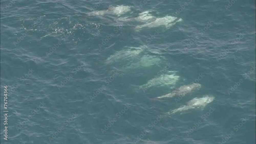 Pod Dolphins Ocean Pod Dolphins Ocean