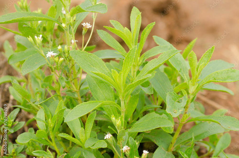 Obraz premium Stevia tree