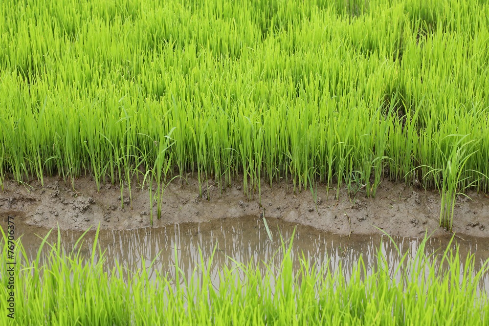 Obraz premium agriculture of small rice sprout in cultivated area