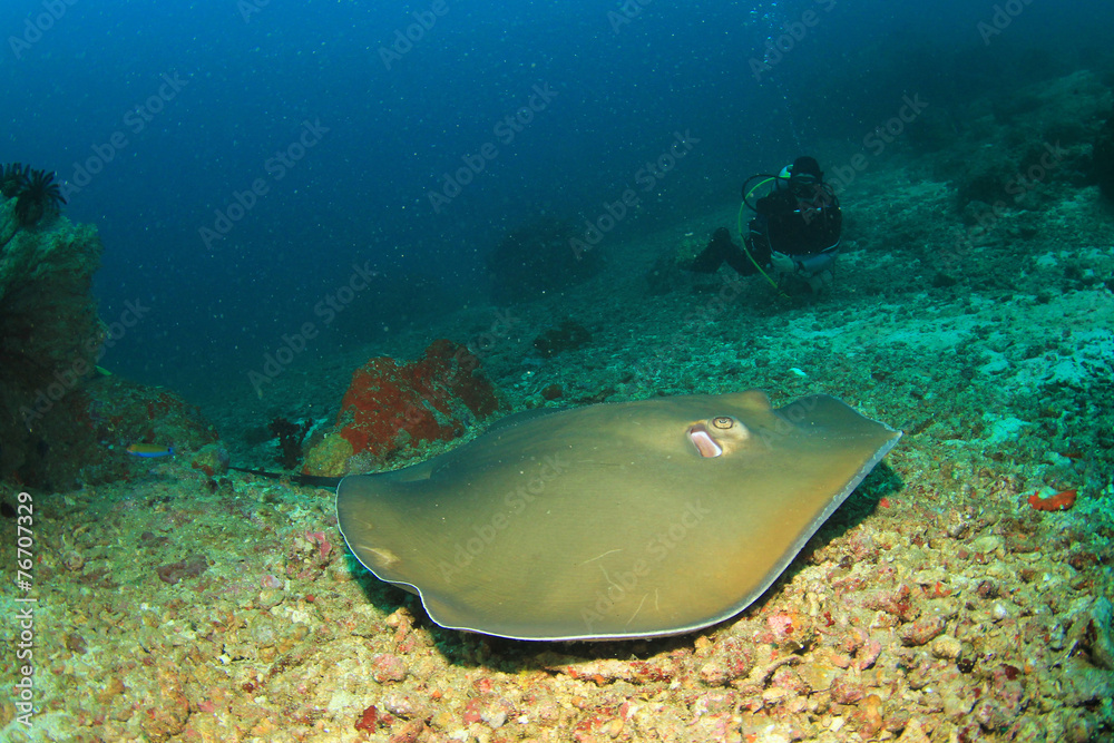 Fototapeta premium Stingray and scuba diver