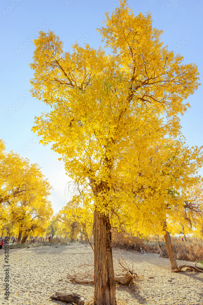 Fototapeta premium Inner Mongolia, China Populus euphratica