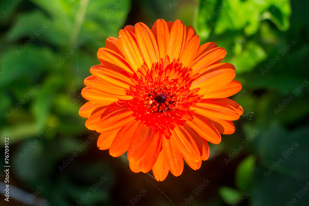 orange gerbera flower , top view , blur background orange gerbera flower , top view , blur background