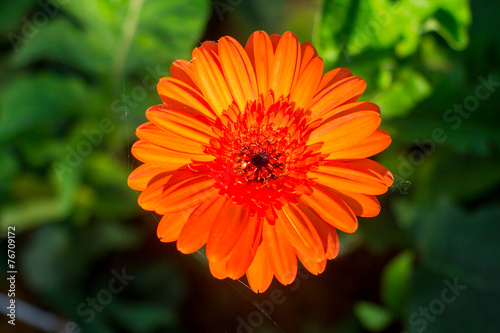 orange gerbera flower   top view   blur background