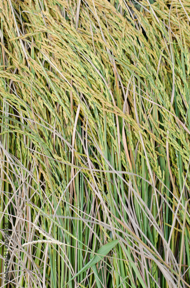 Obraz premium ear of rice background