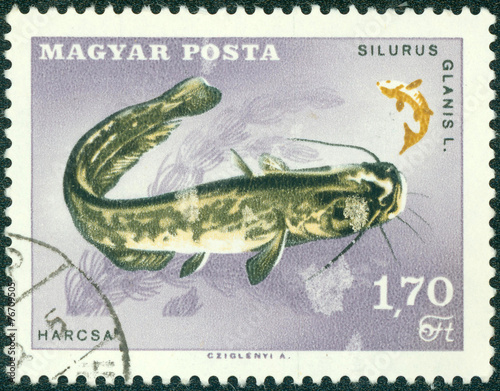 stamp printed in Hungary Showing wels catfish photo