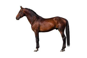 Exterior beautiful bay horse isolated on white background