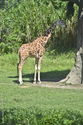 giraffa