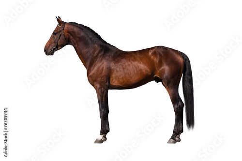 Exterior beautiful bay horse isolated on white background