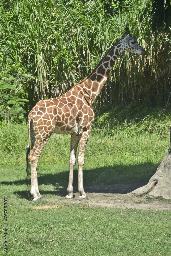 Obraz premium giraffa
