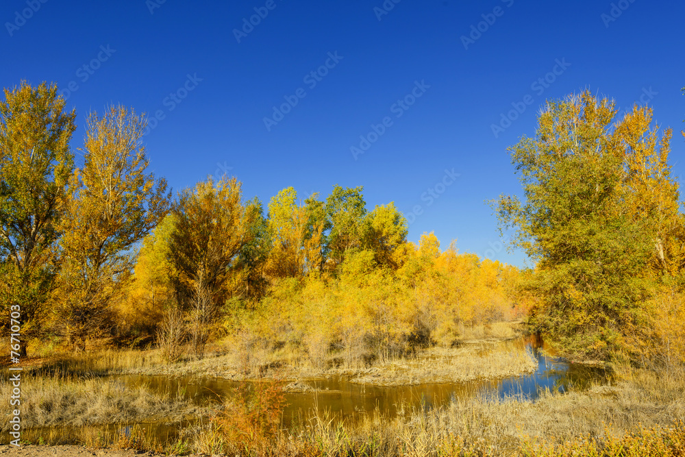 Inner Mongolia, China Populus euphratica Inner Mongolia, China Populus euphratica
