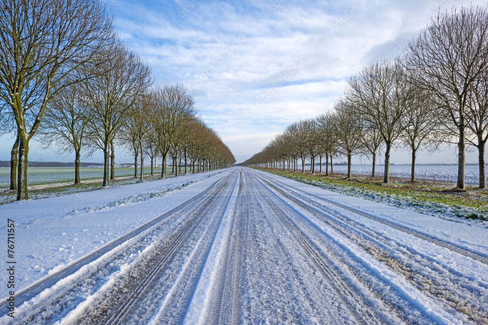 Obraz premium Row of trees along a snowy road in winter