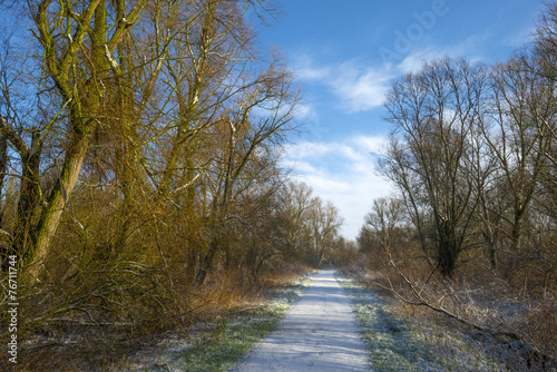 Snowy footpath in a forest in winter